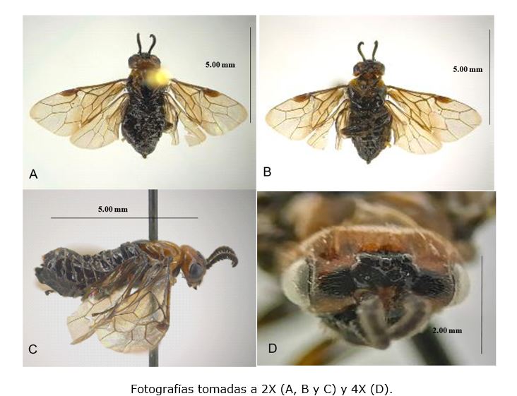 Hembra de Monoctenus cuauhtemoci n. sp. De Lira, 2021.